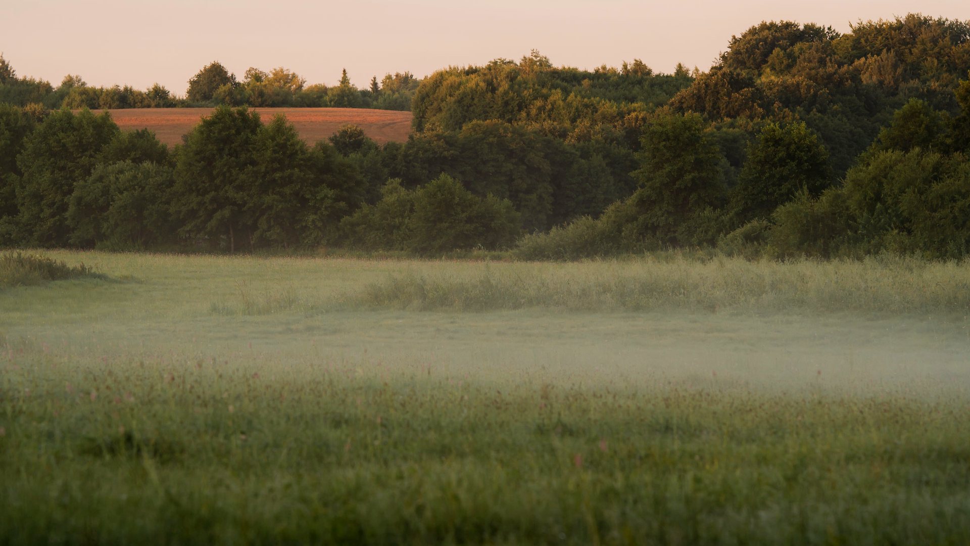 Poranna mgła nad łąką w Roztoce — świt na Kaszubach