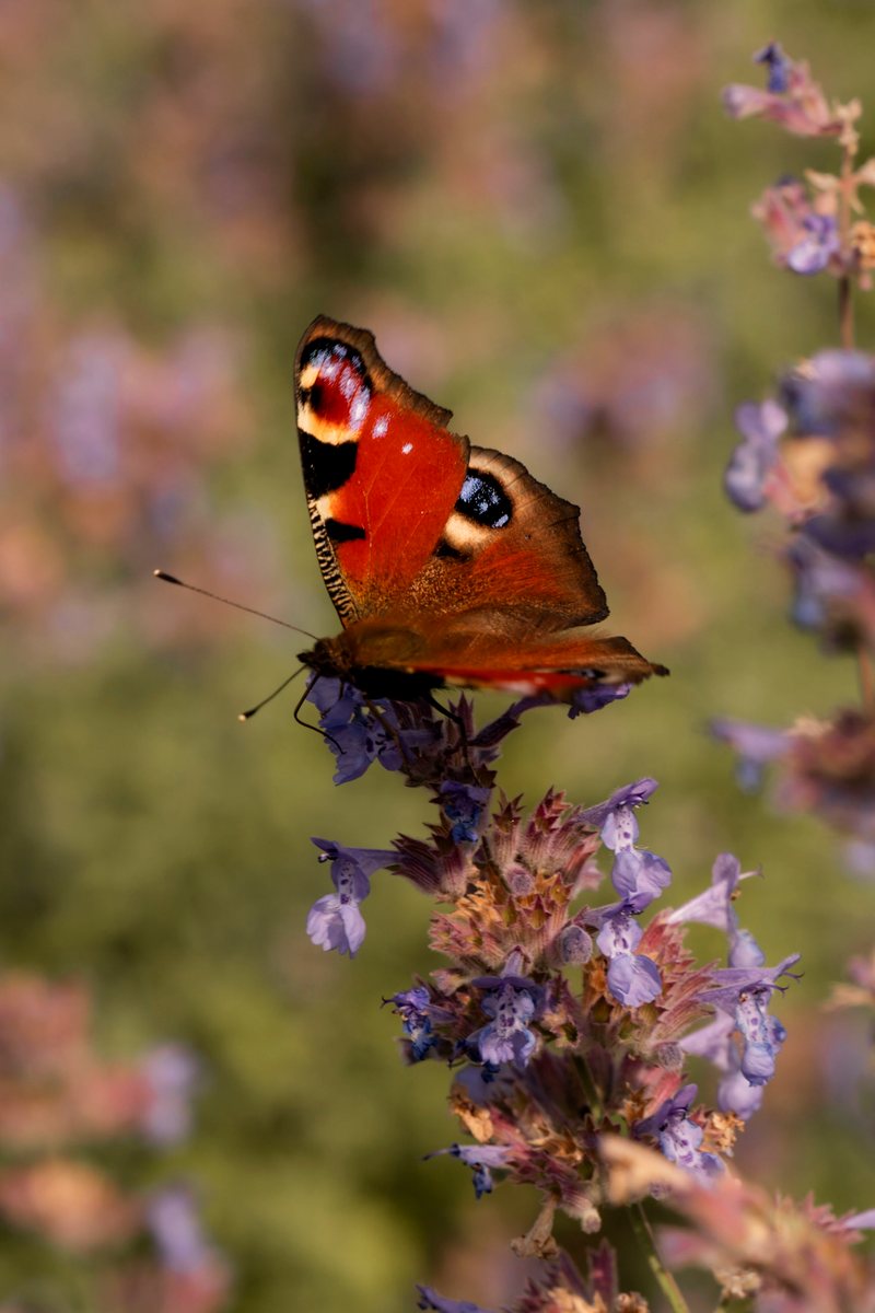 Motyl rusałka pawik na lawendzie o poranku